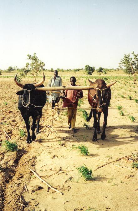 <p>July, 2002 near Dakoro, central Niger. The same Dalleji variety are also used as draft animals at my doctoral research site. At the time I only examined animal and equipment investment and loan patterns and not the characteristics of the harnessed cows.</p>
